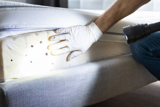 Best Affordable Pest Control Services  in South Beloit, IL