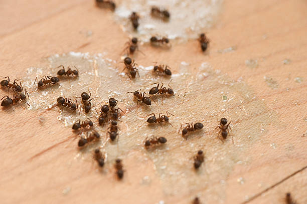 Best Best Pest Control Companies  in South Beloit, IL